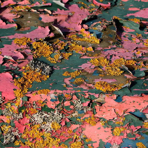 Weathered painted surface with peeling pink and teal layers