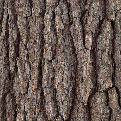 Detailed tree bark texture