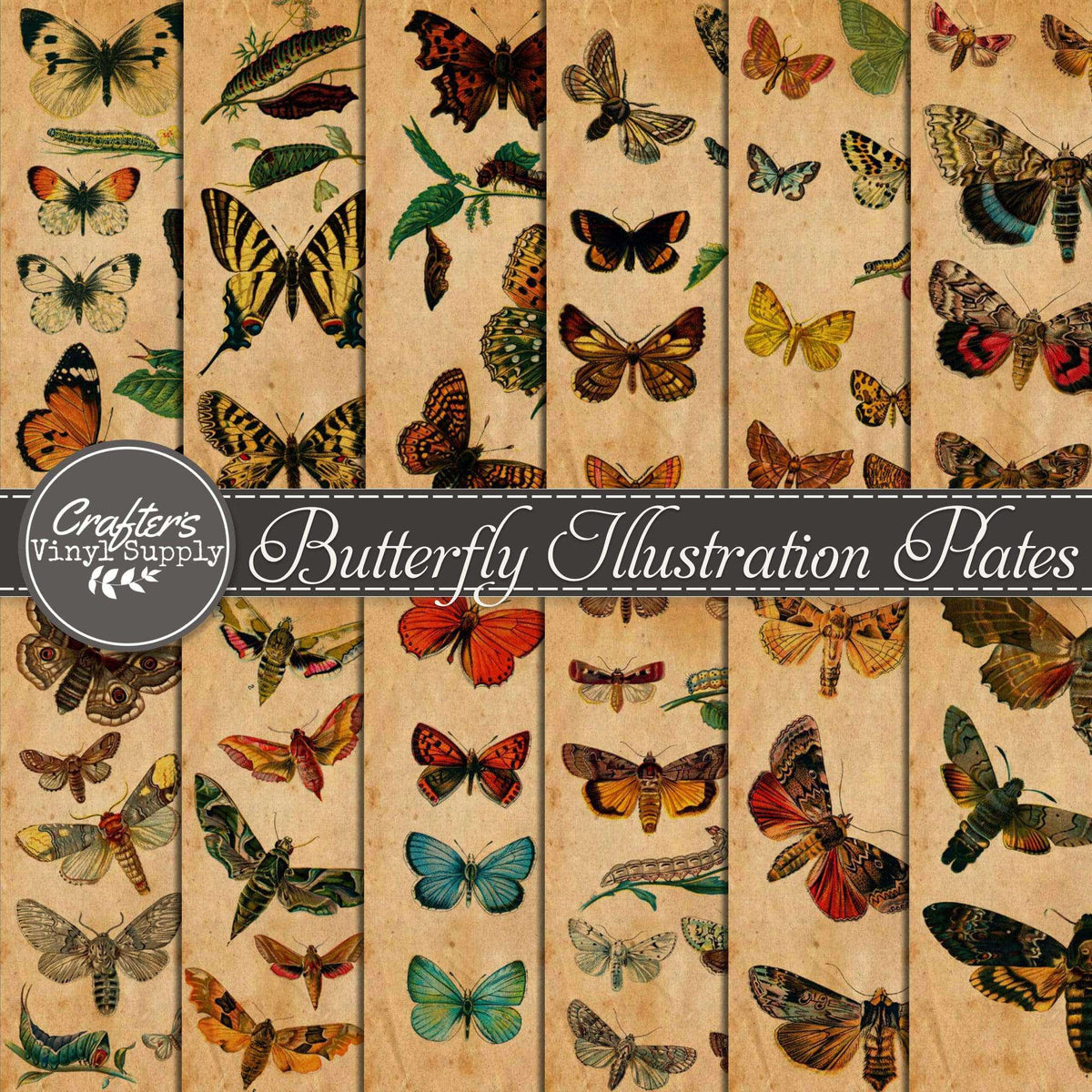 Butterfly Illustration Plates – Crafter's Vinyl Supply