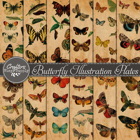 Butterfly Illustration Plates