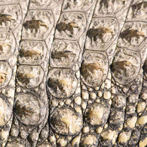 Close-up of reptilian scale texture