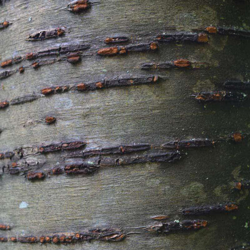 Close-up of textured tree bark pattern