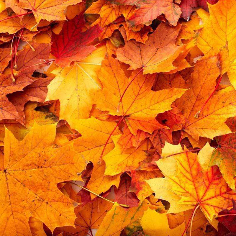 Vibrant autumn leaves overlapping
