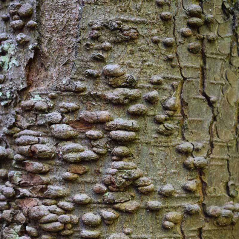 Close-up of textured tree bark