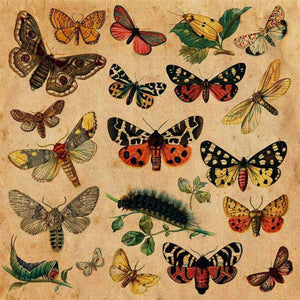 Crafter's Vinyl Supply Cut Vinyl ORAJET 3651 / 12" x 12" Butterfly Illustration Plate 7 - Pattern Vinyl and HTV by Crafters Vinyl Supply