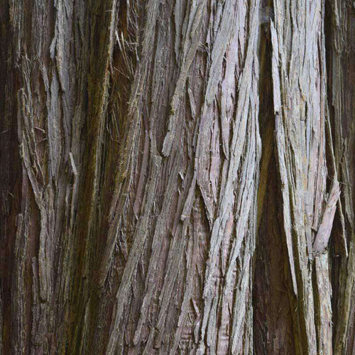 Textured tree bark pattern