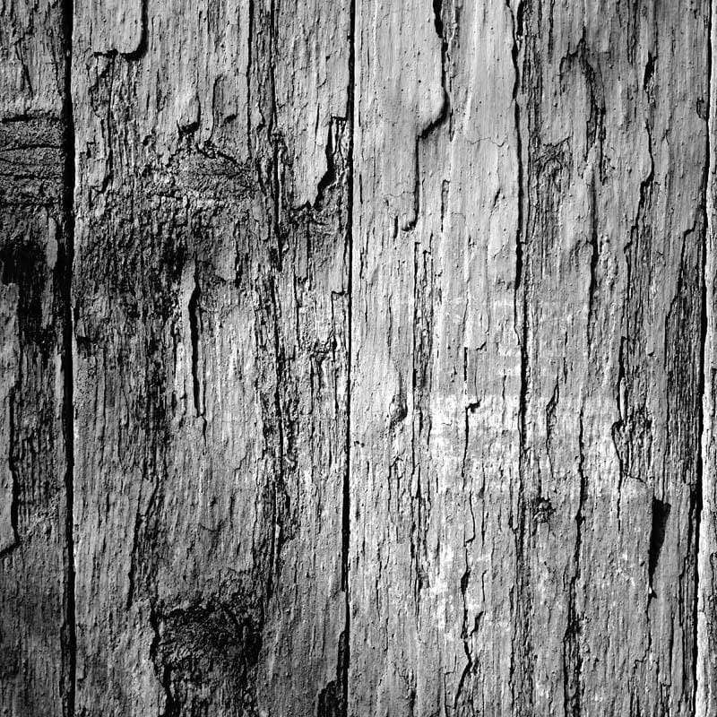 Black and white textured tree bark pattern