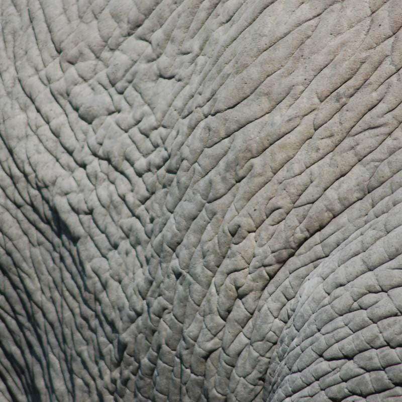 Close-up of gray elephant skin texture