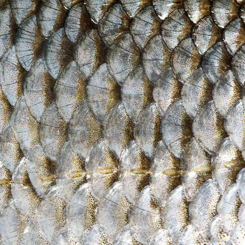 Shimmering fish scales in a close-up pattern