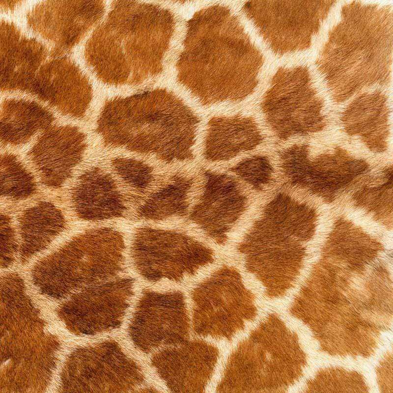 Close-up of a giraffe skin pattern
