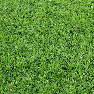 Close-up of vibrant green grass