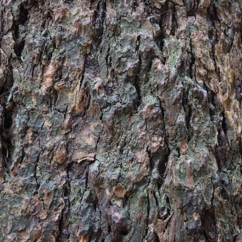 Textured tree bark pattern