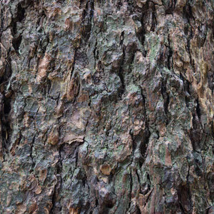 Textured tree bark pattern