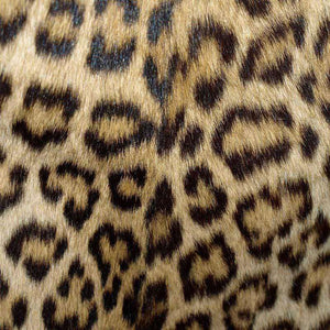 Leopard print pattern