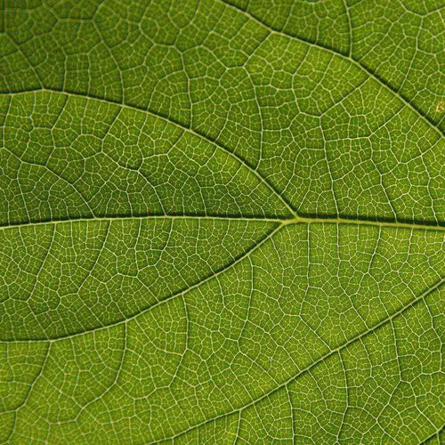 Detailed close-up of green leaf pattern