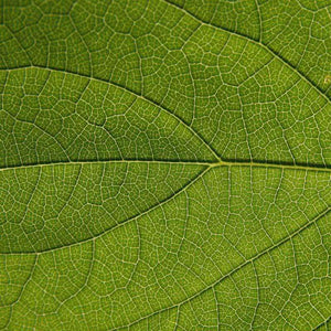 Detailed close-up of green leaf pattern