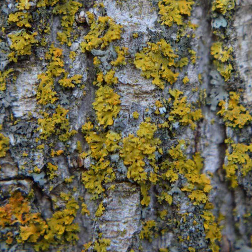 Close-up photo of yellow and green lichen pattern on tree bark