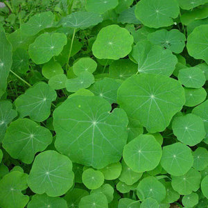 Green Nasturtium leaf pattern
