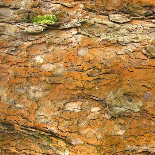 Close-up of a tree bark texture with rustic hues