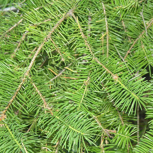 Dense pine needle pattern