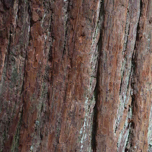 Close-up of red-brown tree bark with rough texture