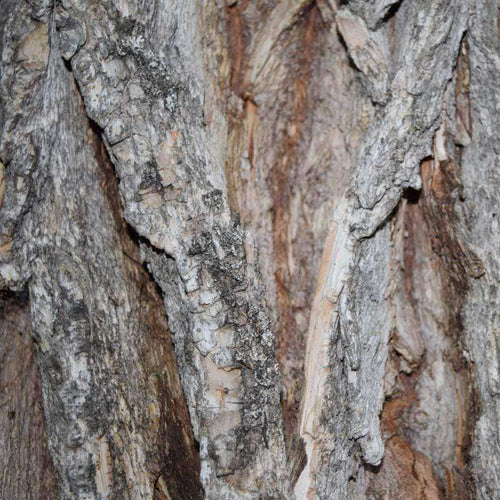 Close-up of tree bark pattern