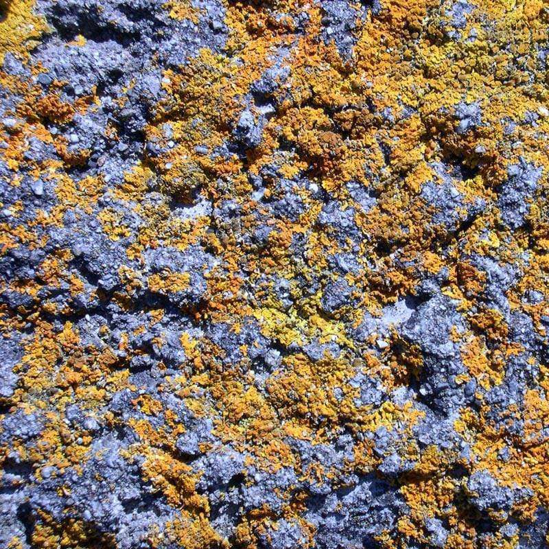 Close-up of lichen-covered rock surface