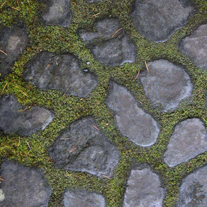 Cobblestone texture with moss growth