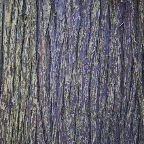 Textured tree bark with purple hues