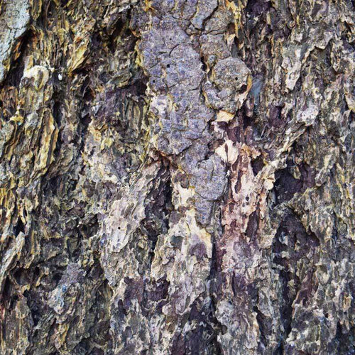 Close-up of tree bark showing intricate textures
