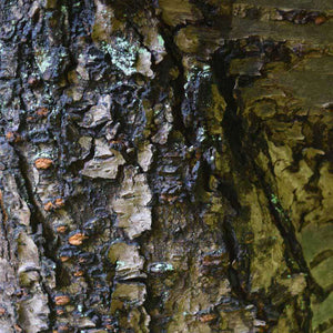 Close-up texture of tree bark