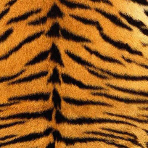 Close-up of tiger fur pattern
