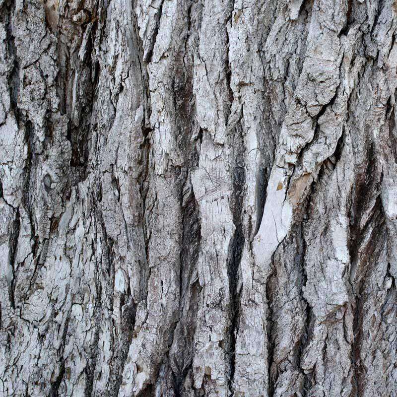 Close-up texture of tree bark