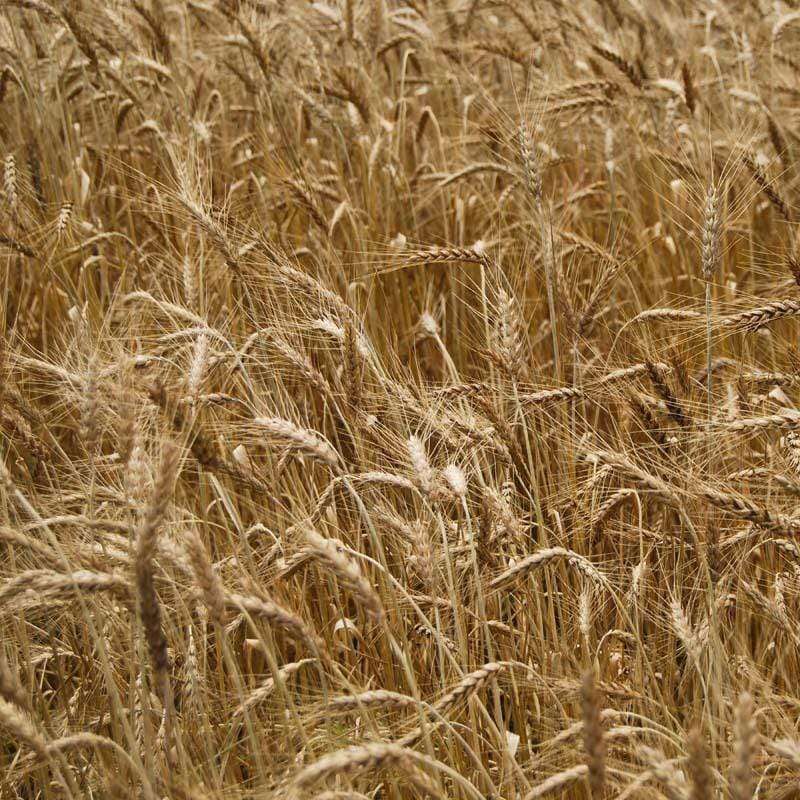 Golden wheat field pattern