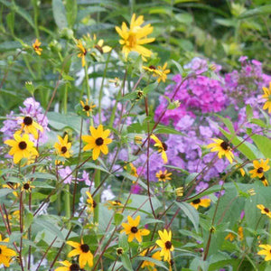 Vibrant garden with yellow and purple flowers