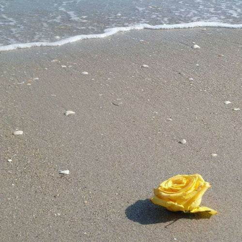 A single yellow rose on a sandy beach with waves in the background